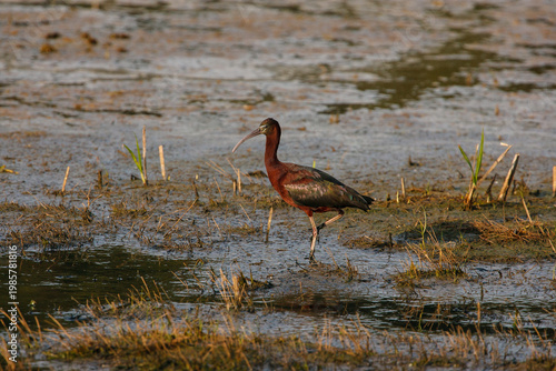 Glossy Ibis (Plegadis falcinellus) walking through swampy brackish marsh water