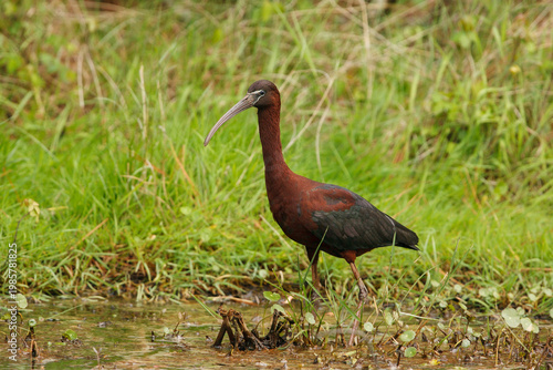 Glossy Ibis (Plegadis falcinellus) wading through marsh grasses