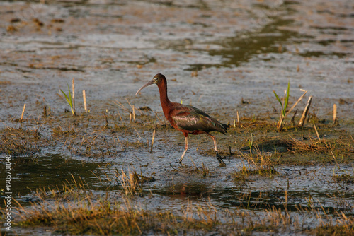 Glossy Ibis (Plegadis falcinellus) walking through swampy brackish marsh water