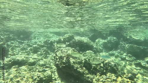 Marine Life Encounter: A Shoal of Oblada melanura in Mediterranean Rocky Habitat