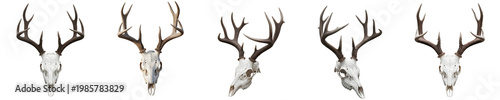 Obraz na płótnie Set of White-Tailed Deer Skulls with Large Antlers Isolated on White Background PNG: Realistic Buck Skull Collection for Hunting Branding, Nature Design, and Decor Assets