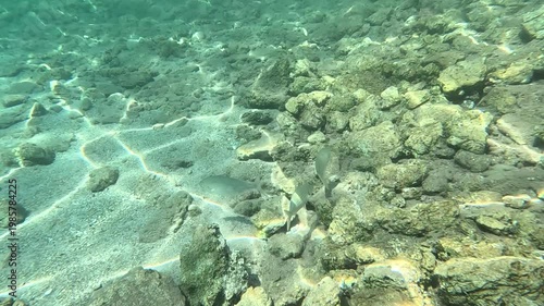 Herbivorous Behavior: Salema Porgy (Sarpa salpa) Feeding in Aegean Rocky Habitat