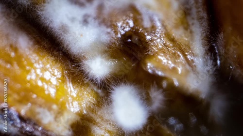 Oyster Mushroom Mycelium Growth on Wheat Grains Time Lapse Super Macro Microbiology