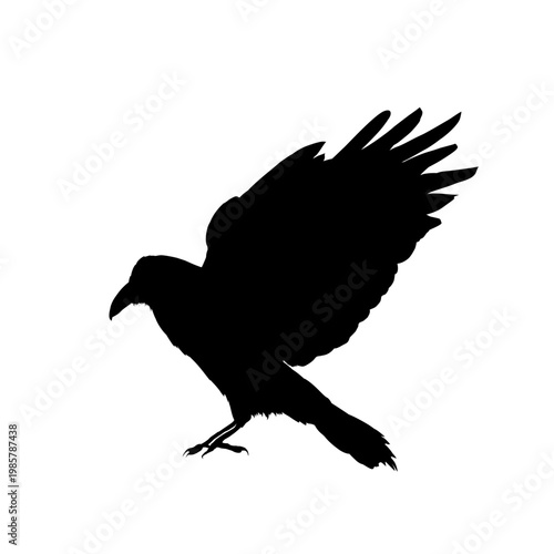 Raven silhouette with spread wings, vector illustration