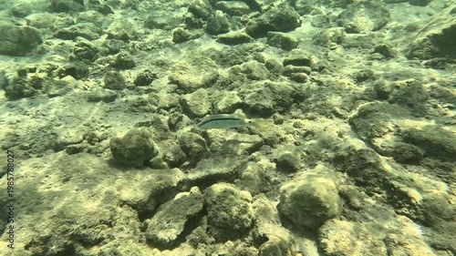 A Close-up View of a Goldband Goatfish in Its Natural Habitat, Bozburun