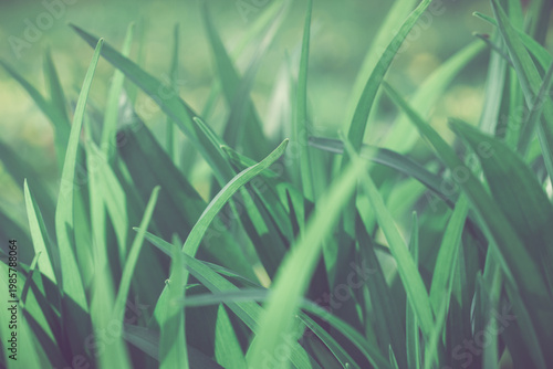 Photography Sunlit green grass blades, natural texture and shadows.