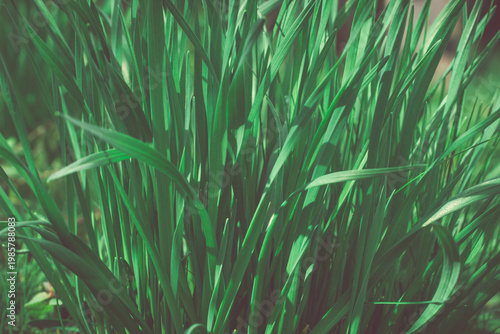 Photography Close-up of lush green grass, delicate blade details visible.