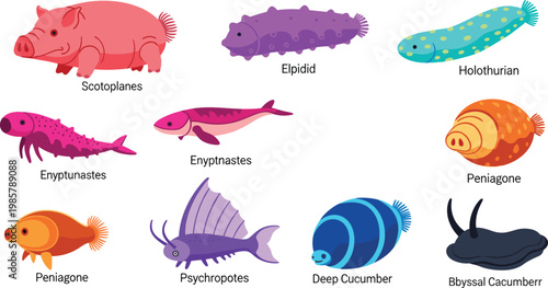 Sea cucumber species and colorful deep sea holothurian marine wildlife flat icon set