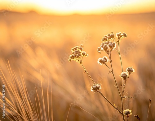 Wallpaper Mural Sunlit meadow with wildflowers bathed in golden light Torontodigital.ca