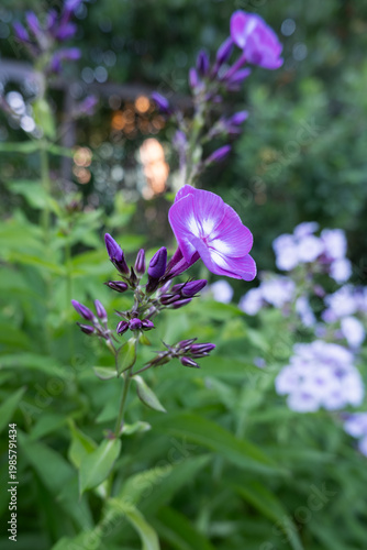 Phlox paniculata blooming flowers in garden, ornamental plant for landscaping and decorative floral design in summer