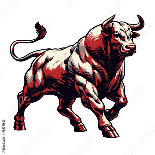Bull vector and illustration.