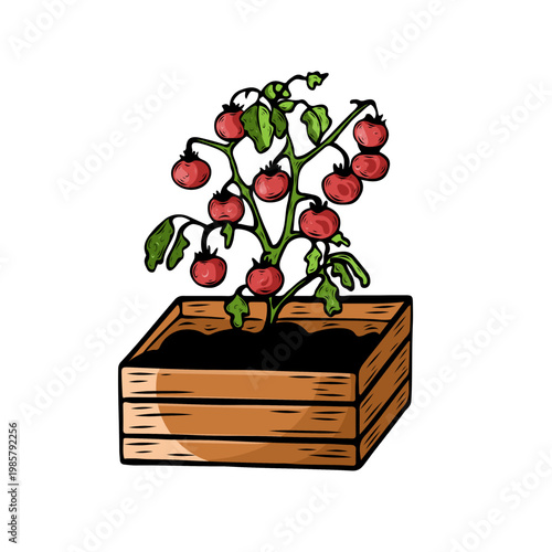 Tomato plant in wooden box for balcony garden and farming, vector illustration. Cherry tomatoes in crate for organic food and urban gardening