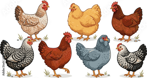 Generate a realistic kinds of deferent cute hen vector art with white background.