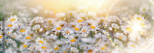 White daisies in a sunlit meadow at sunset, natural floral background perfect for spring and summer themes