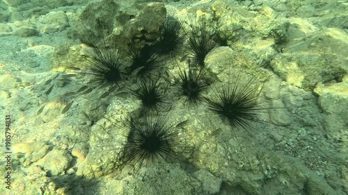 Juvenile Fish Shoal Finding Refuge Within Spines of Long-Spined Sea Urchins