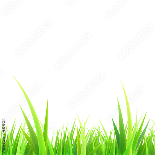 Fresh green grass blades border isolated on white background for spring season design and nature themed projects