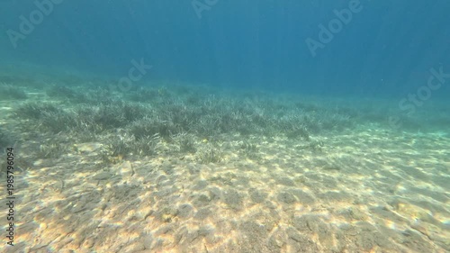 Signs of Environmental Stress: Bleaching in Posidonia Seagrass Meadows
