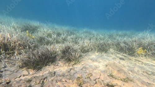 Severe Bleaching in Posidonia Seagrass Meadows