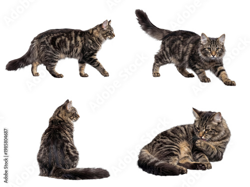 Fotografie Dynamic multi-view collection of a beautiful tabby cat in playful action poses, isolated on a transparent background