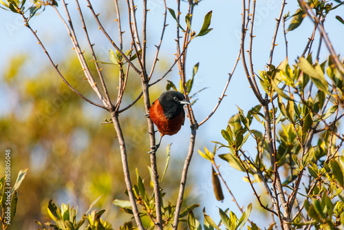 Male Orchard Oriole (Icterus spurius) perched high in the branches of a tree