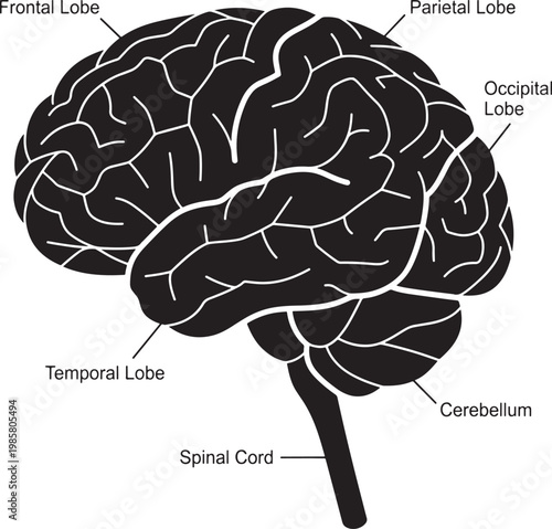 Human brain anatomy with labeled lobes and cerebellum