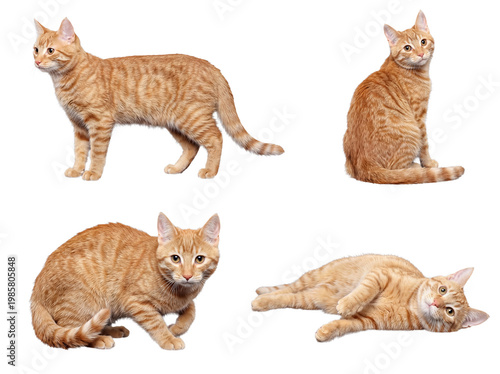 Canvas Print Playful ginger tabby cat collection, showcasing different natural positions against a transparent background