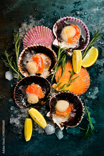 Raw scallops in shells on ice. On a dark stone background. Close-up, vertical photo.