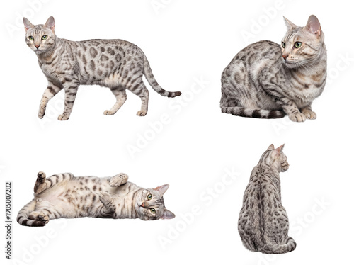 Foto Dynamic silver Bengal cat in various natural poses, highlighting agility and ele