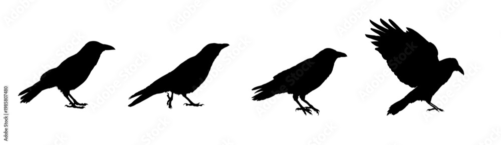 Naklejka premium Raven silhouettes set, vector illustration
