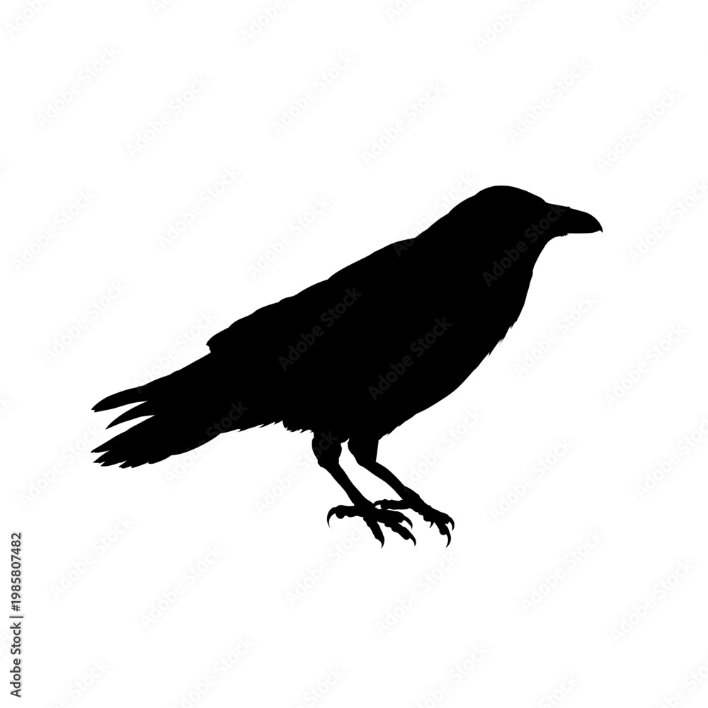 Naklejka premium Raven bird silhouette - vector illustration 