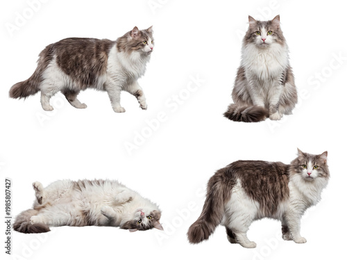 Photography Versatile collection of a majestic long-haired cat showcasing diverse natural poses on a transparent background