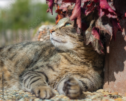 Tabby cat wearing the leaves of a heuchera plant like a hat