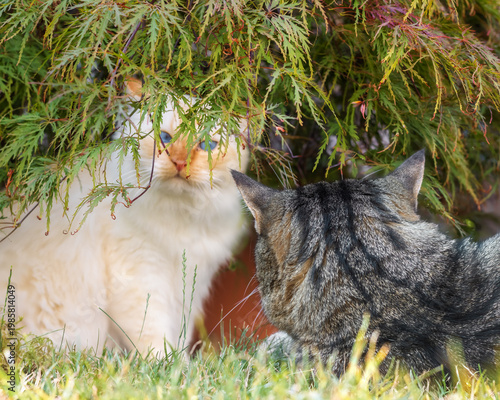 Two cats staring at each other under an Acer tree