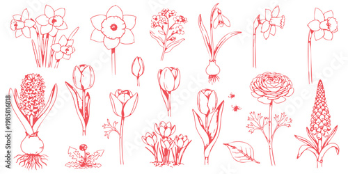 Set of red outline hand drawn spring flowers and botanical elements vector illustration