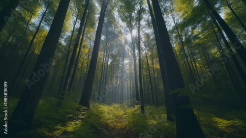 Cinematic FPV drone rising vertically from the forest floor up through tall trees into the canopy