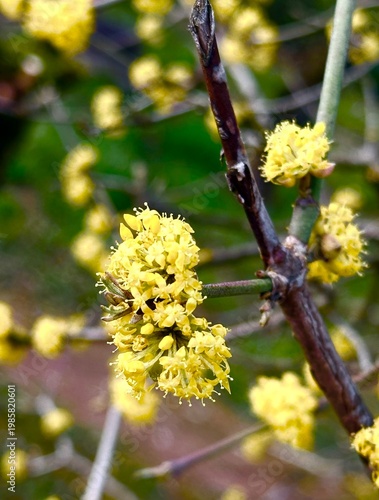 Hamamelis, Zaubernuss, blühend