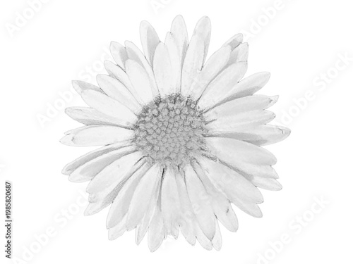 Obraz na płótnie Daisy, Gänseblümchen 