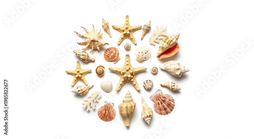 Sea shells, starfish, and ocean treasures, beachy collection, marine life