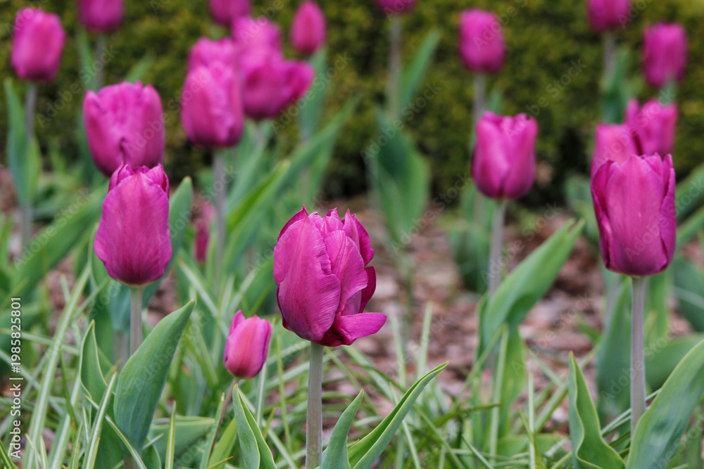 Obraz premium pink tulips in the garden