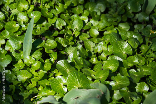   Lush green carpet of Lesser Celandine leaves in a spring garden. Fresh morning sunlight on glossy green foliage in a wild garden.