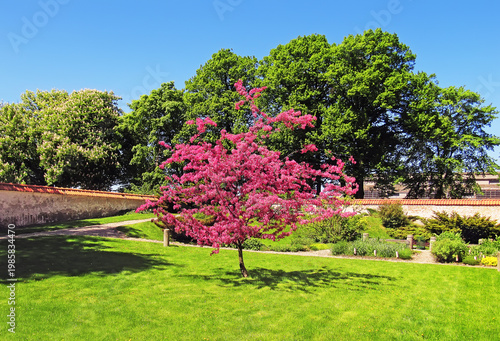 Pink Blossoming Tree in Sunny Green Park Landscape. Beautiful pink flowering tree in a lush green park under bright sunlight.