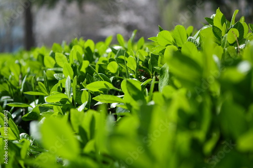 Lush green hedge foliage, sun-dappled and macro-focused with natural bokeh.