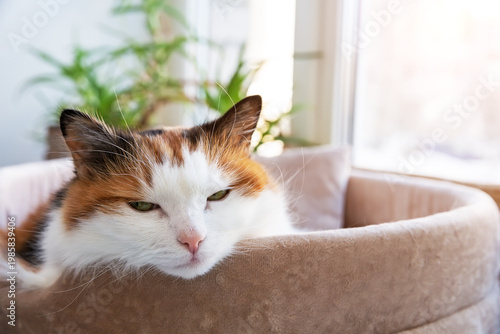 Peaceful calico cat with green eyes resting in a soft cat bed near a bright window. Concept of comfort, domestic life and pet care.