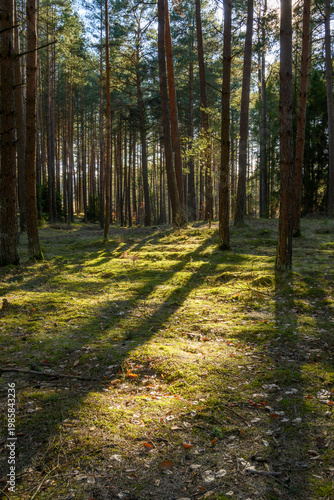 Sun light rays in the forest. Green forest during a spring day