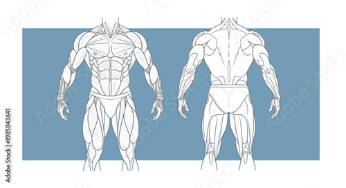 Detailed Anterior And Posterior Anatomical Muscular System Body Outline Rendering With Blue Background