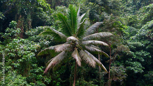 Lush coconut palm rising above dense tropical rainforest canopy. Vibrant jungle landscape with rich green foliage and exotic island vegetation.