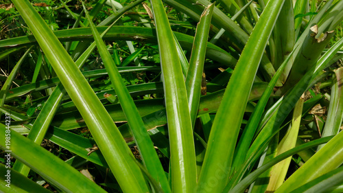 Green grass background. Dense cluster of tropical long green leaves in natural sunlight. Lush exotic foliage background with glossy botanical textures and vibrant vegetation.