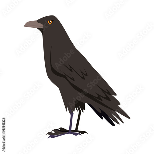 Detailed isolated black crow representing superstition and unlucky symbol on white background vector illustration
