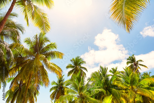 Beautiful natural tropical background with palm trees against a blue sky with clouds. Holiday summer background