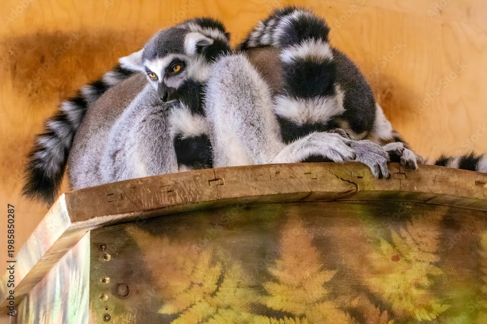 Fototapeta premium Ring-tailed lemurs resting on a wooden structure with a natural background, showcasing their distinctive black and white striped tails
